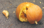 Pumpkin Entrails